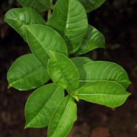 Allamanda blanchetii A.DC.